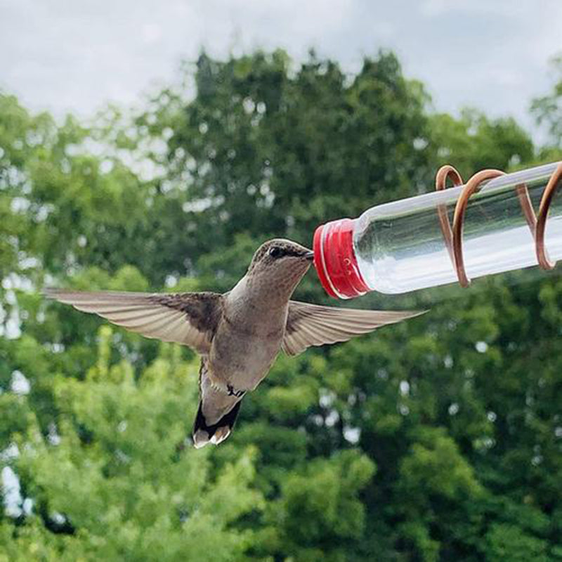 Hummingbird Feeder Drinker With Suction Cup Garden