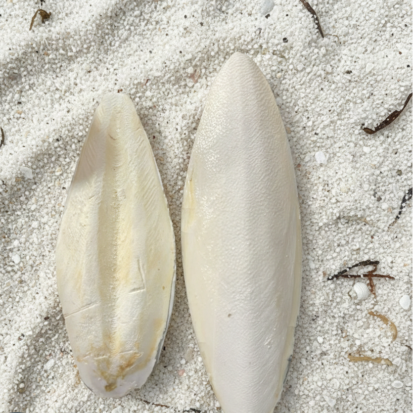Natural Cuttlebone Calcium Supplement For Birds Reptiles