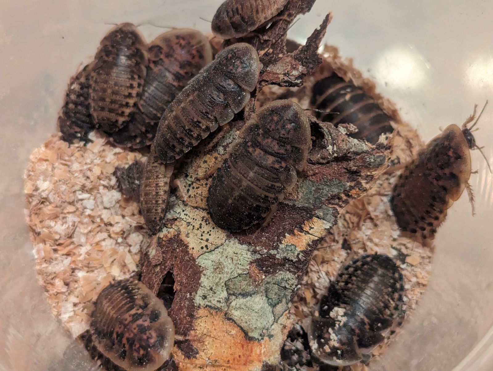 Live Dubia Roaches Nutritious Feeder Insects For Reptiles