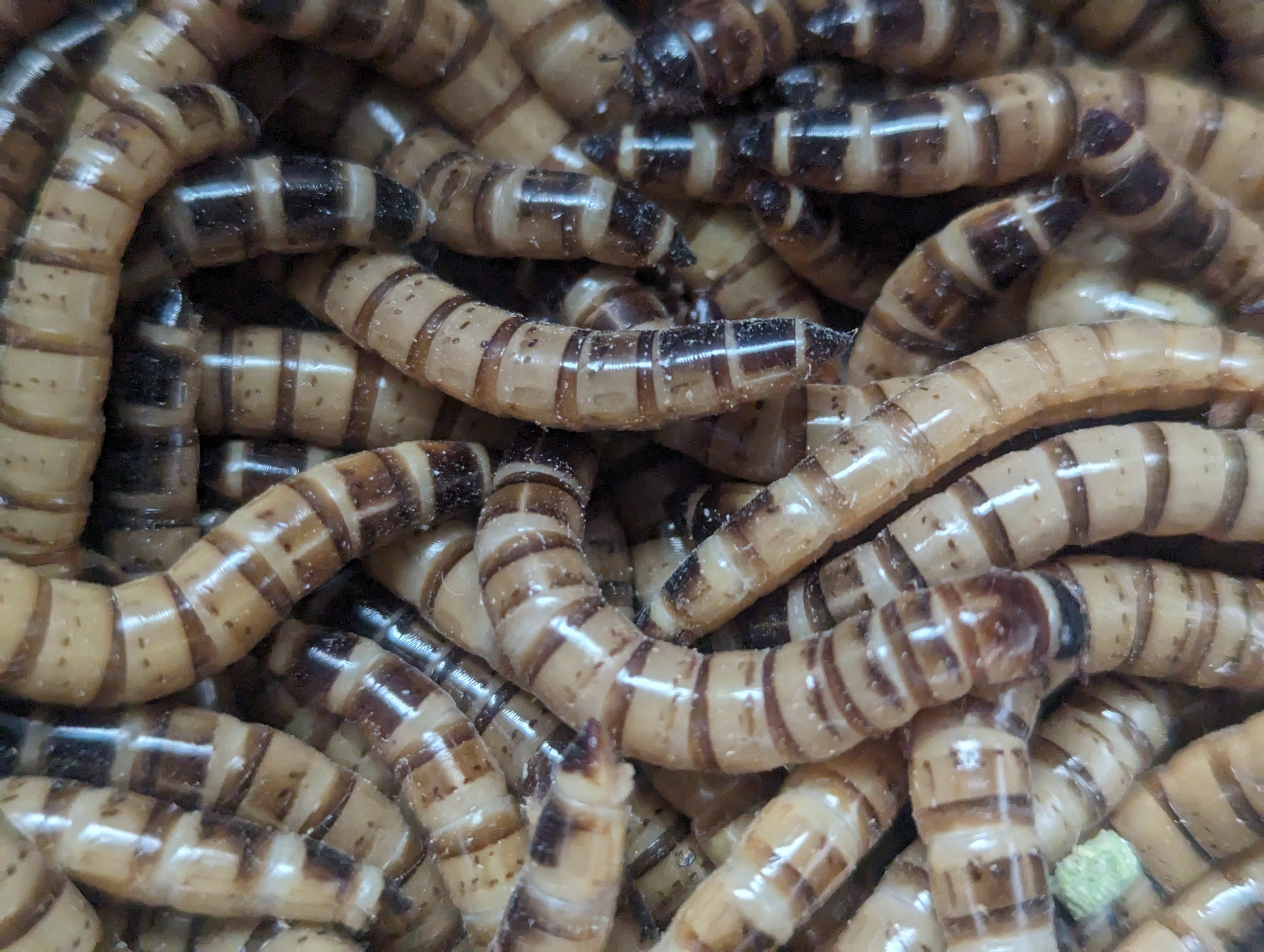 Live Superworms Nutrient Rich Feeder Insects For Reptiles