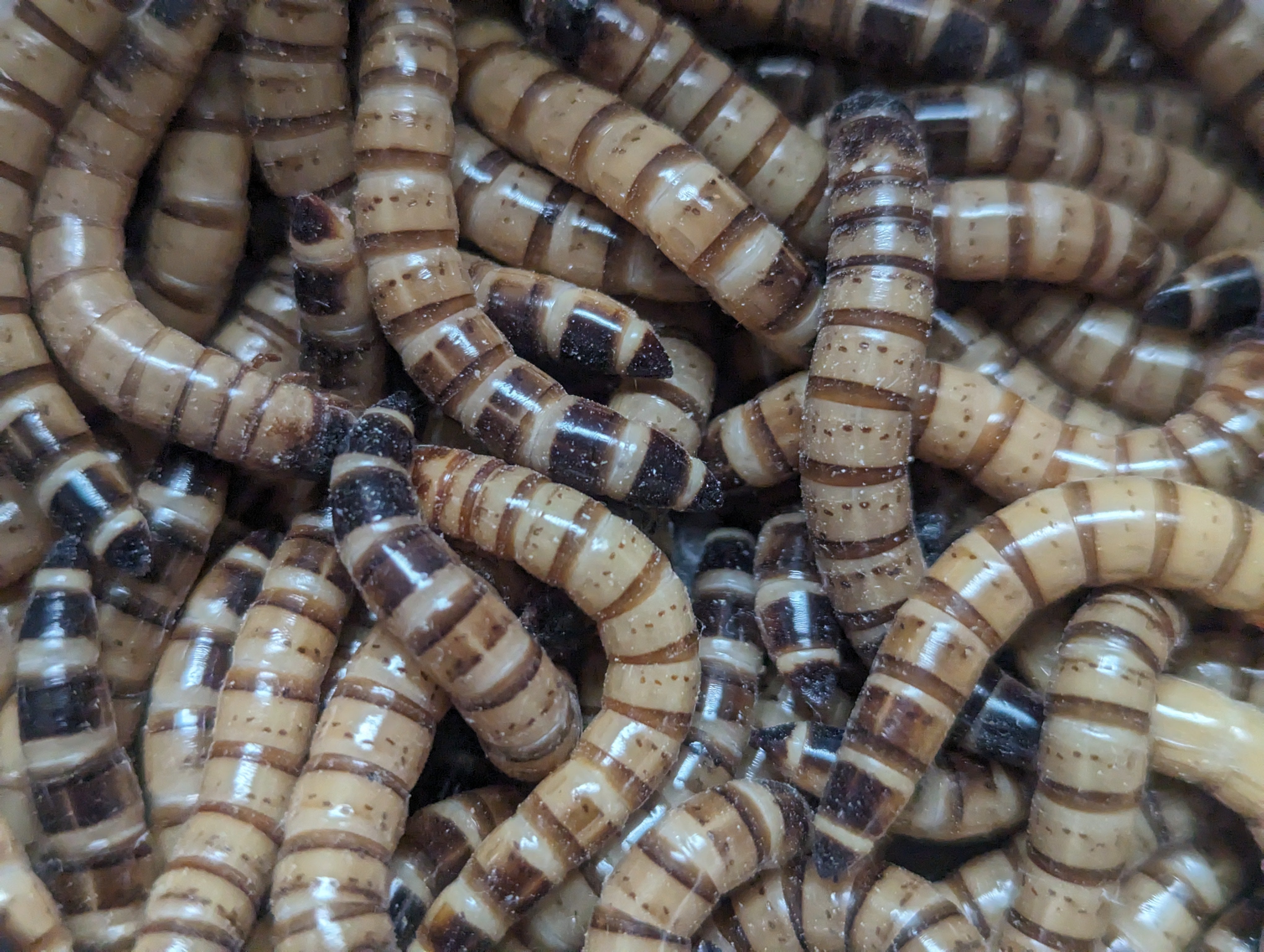 Live Superworms Nutrient Rich Feeder Insects For Reptiles