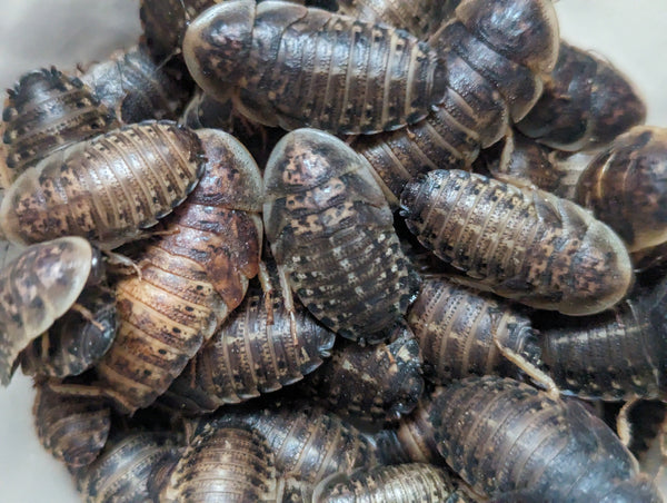Live Dubia Roaches Nutritious Feeder Insects For Reptiles
