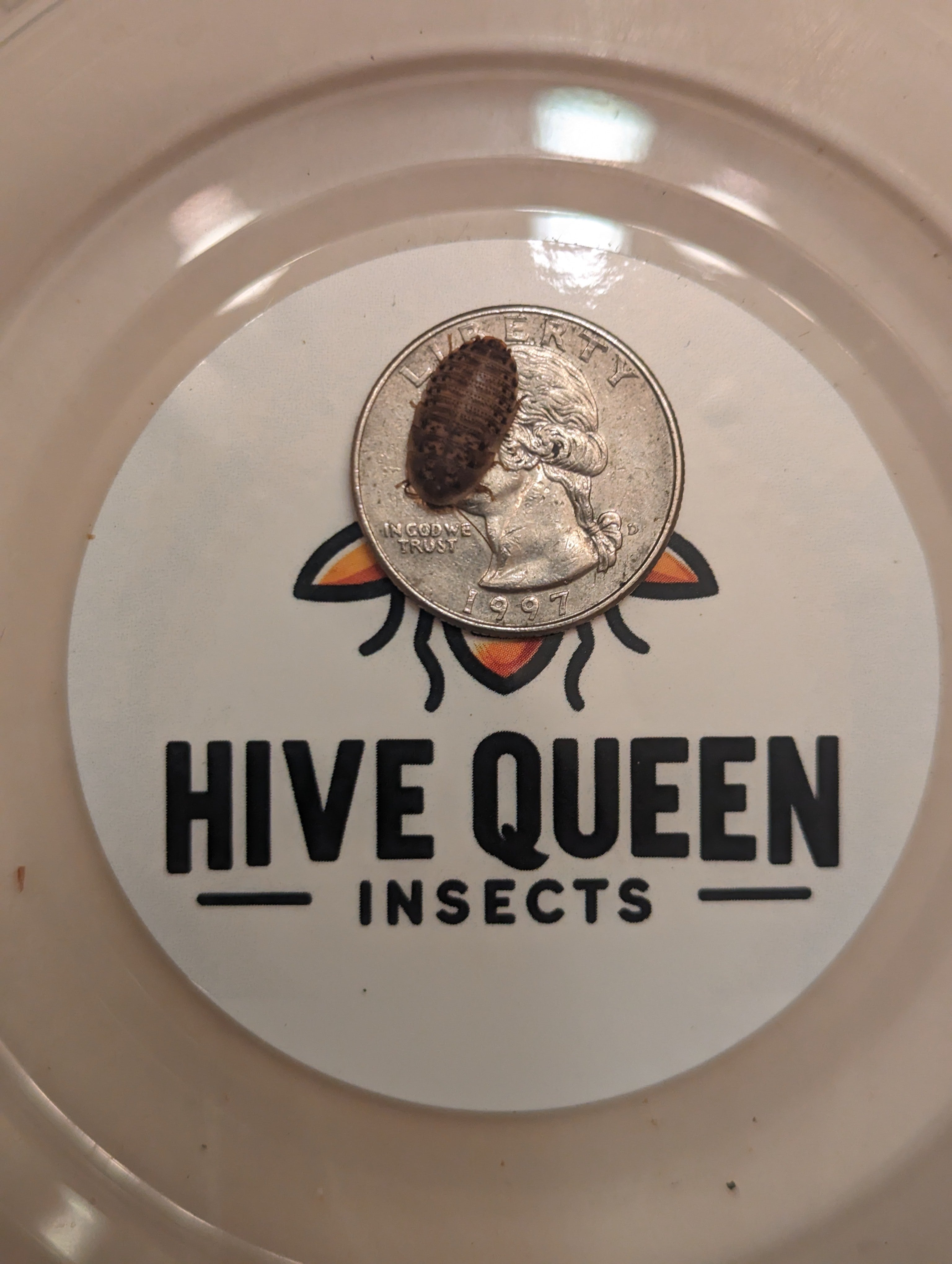 Live Dubia Roaches Nutritious Feeder Insects For Reptiles