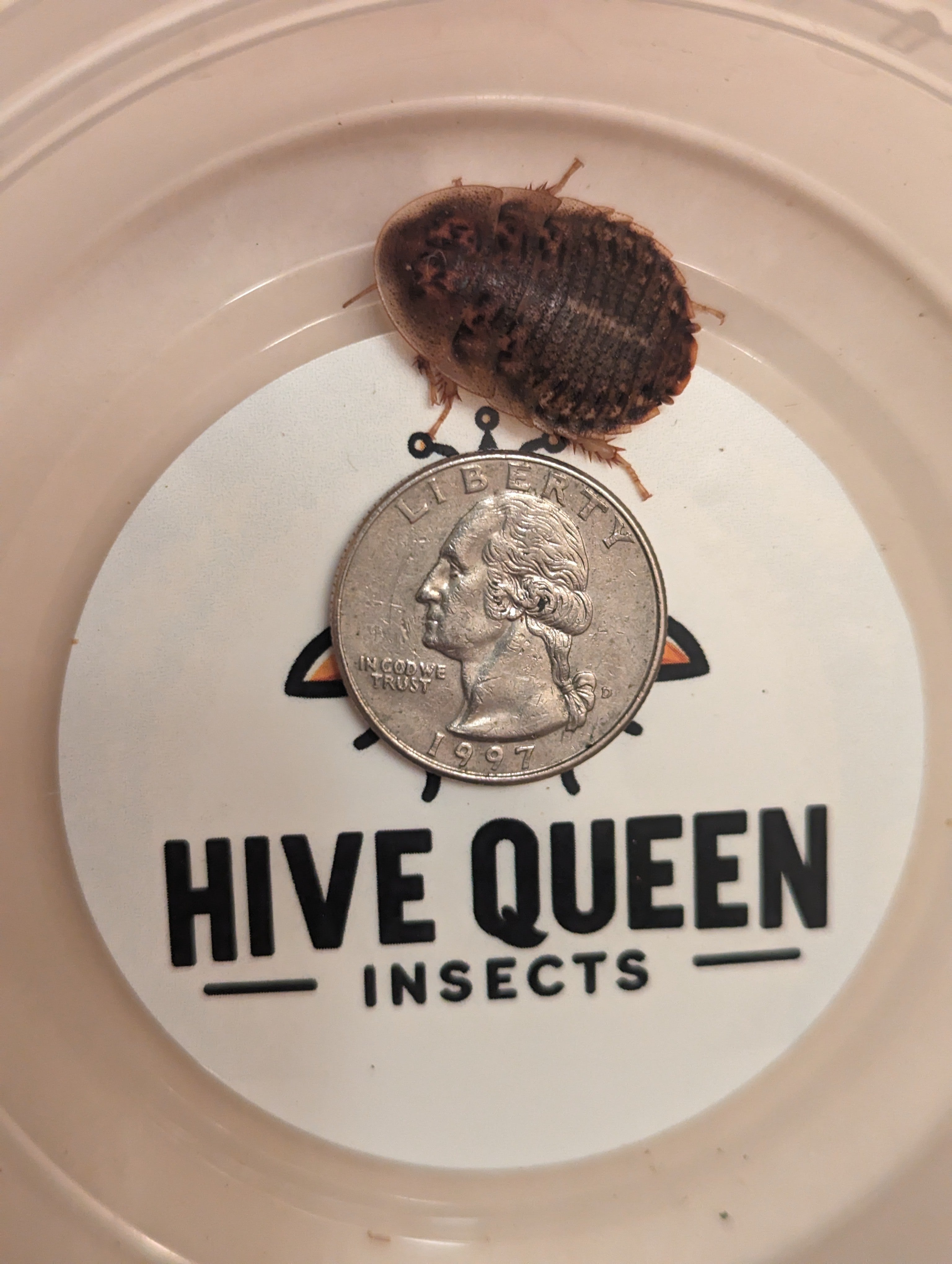 Live Dubia Roaches Nutritious Feeder Insects For Reptiles