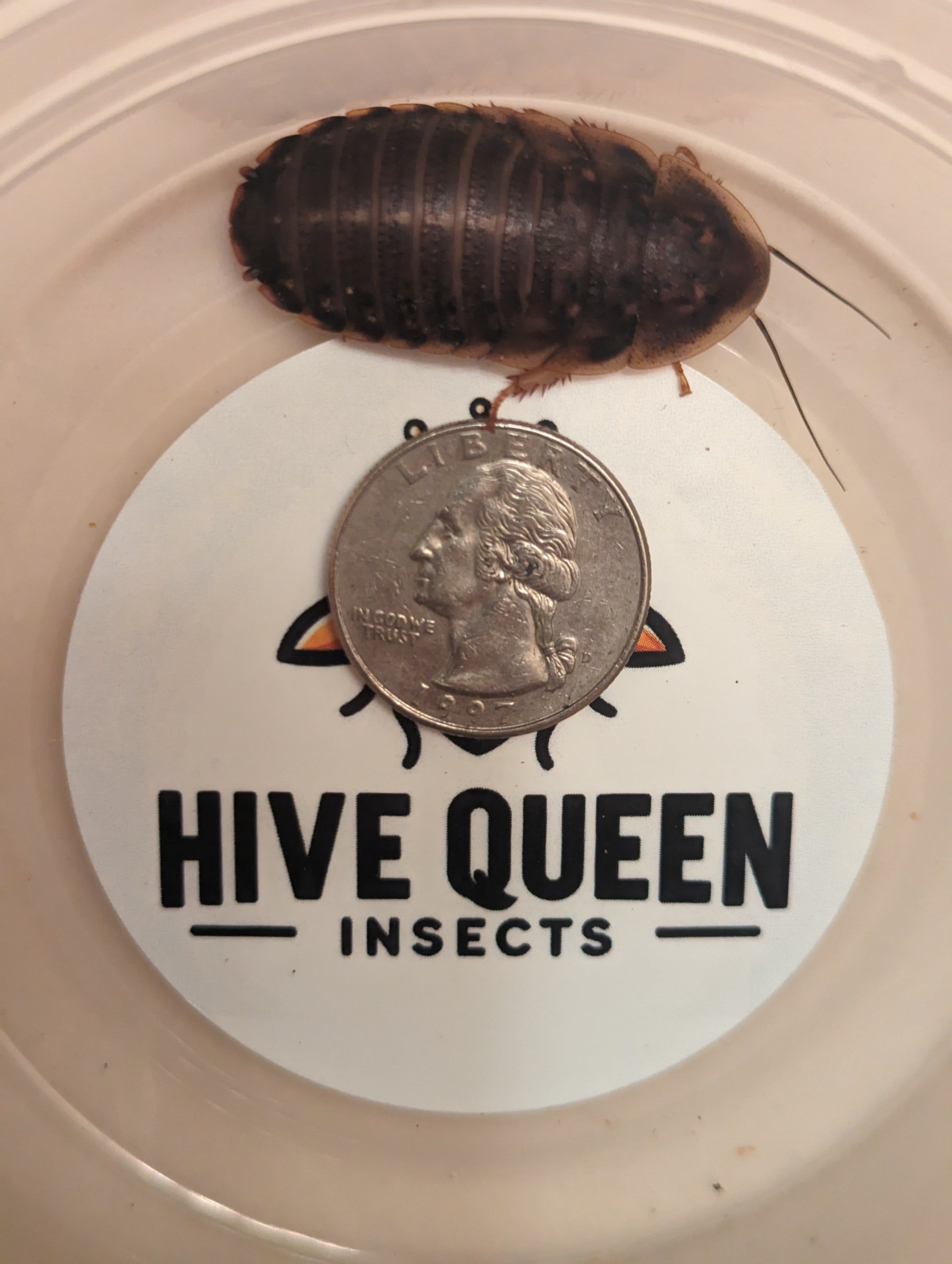 Live Dubia Roaches Nutritious Feeder Insects For Reptiles