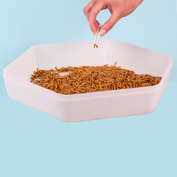 Mealworm Storage Tray For Feeder Insect Keeping