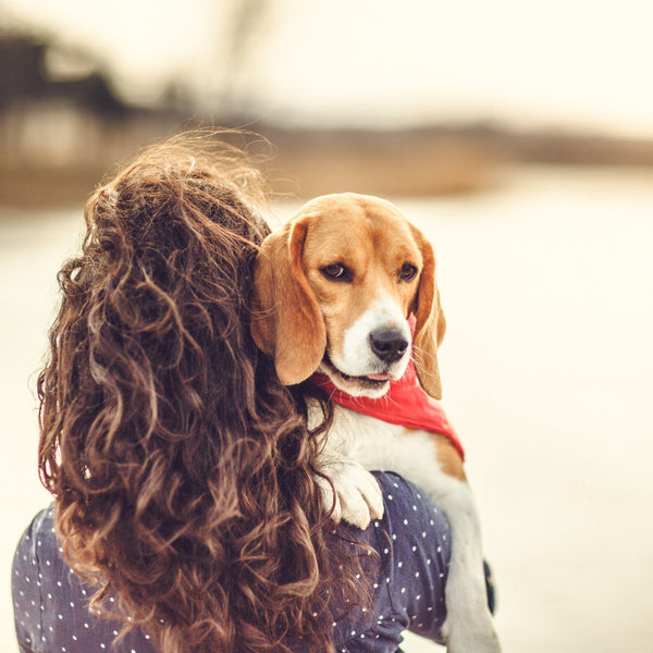 Beagle dog wearing a red bandana resting on woman owner shoulder outdoors