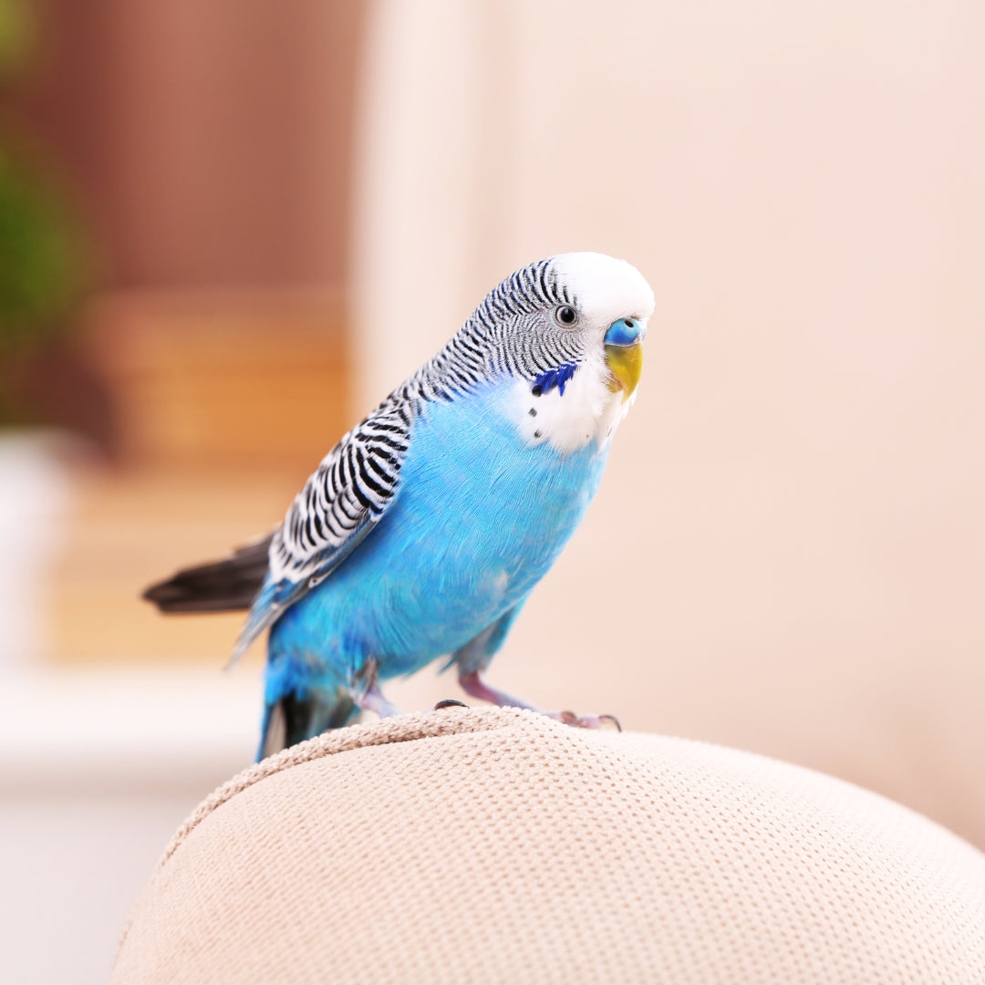 Blue and white parakeet perched on a beige surface with a blurred background