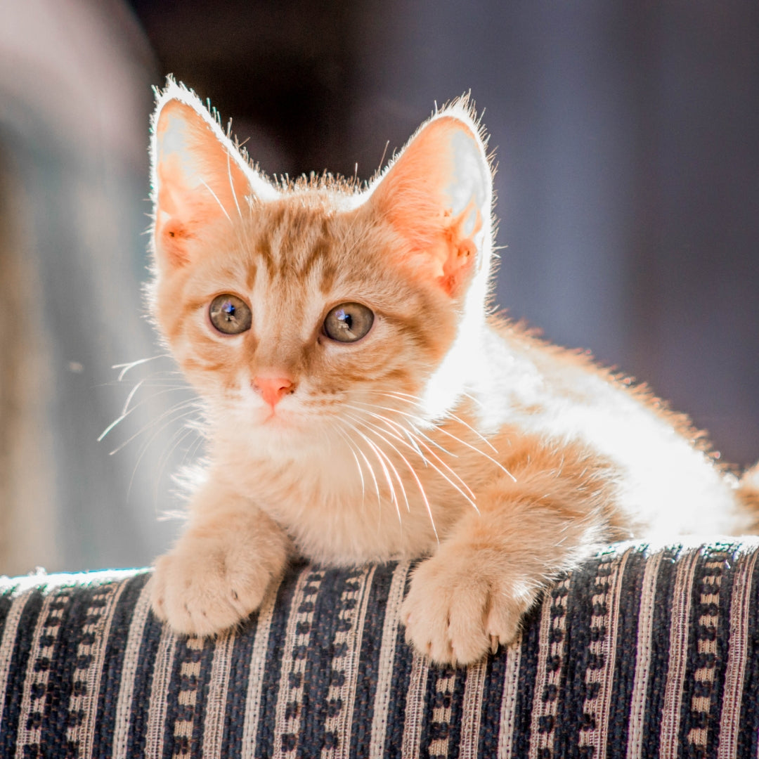 Orange and white kitten sitting on a patterned surface with a blurred background