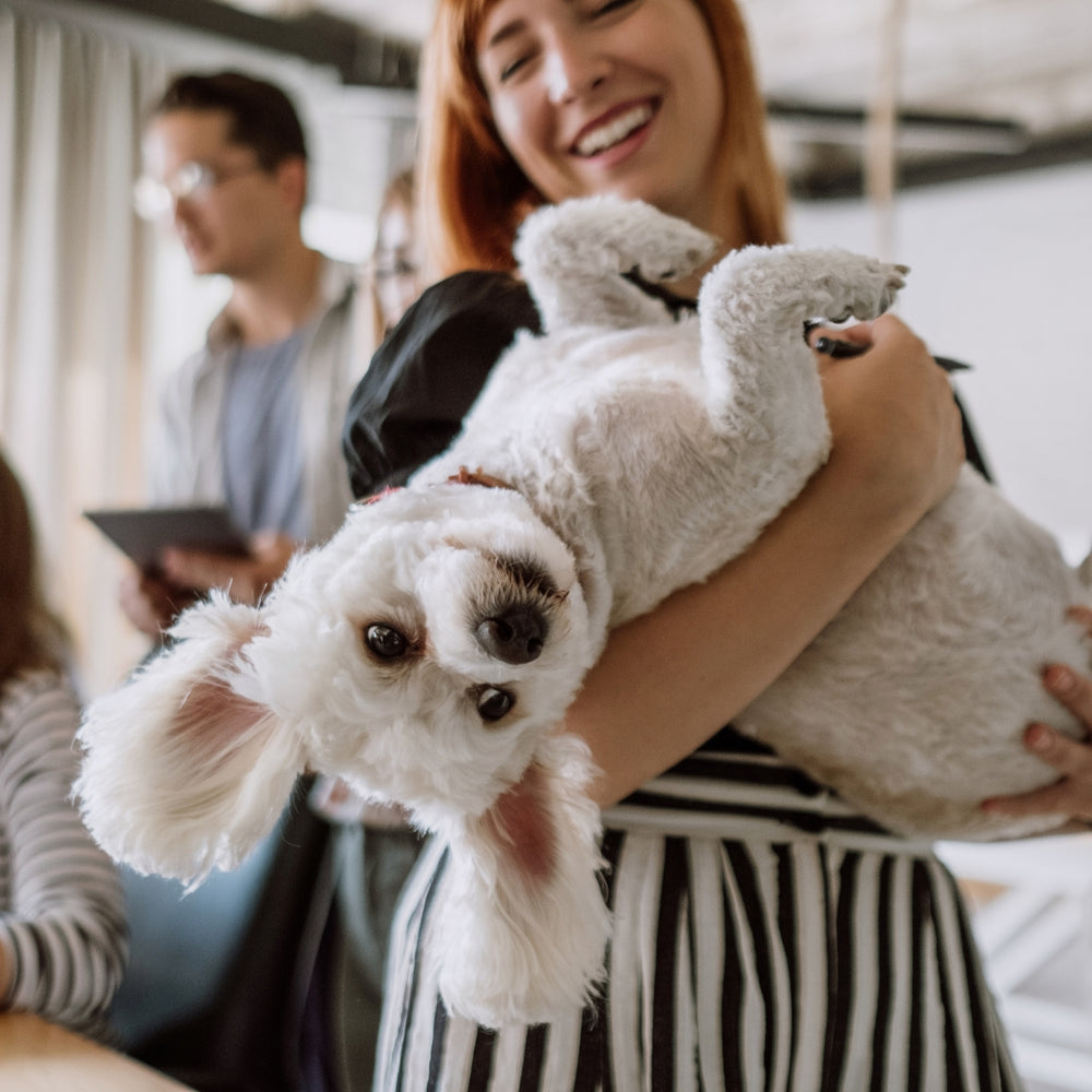 Person holding a small white dog in an owl costume with blurred people in the background