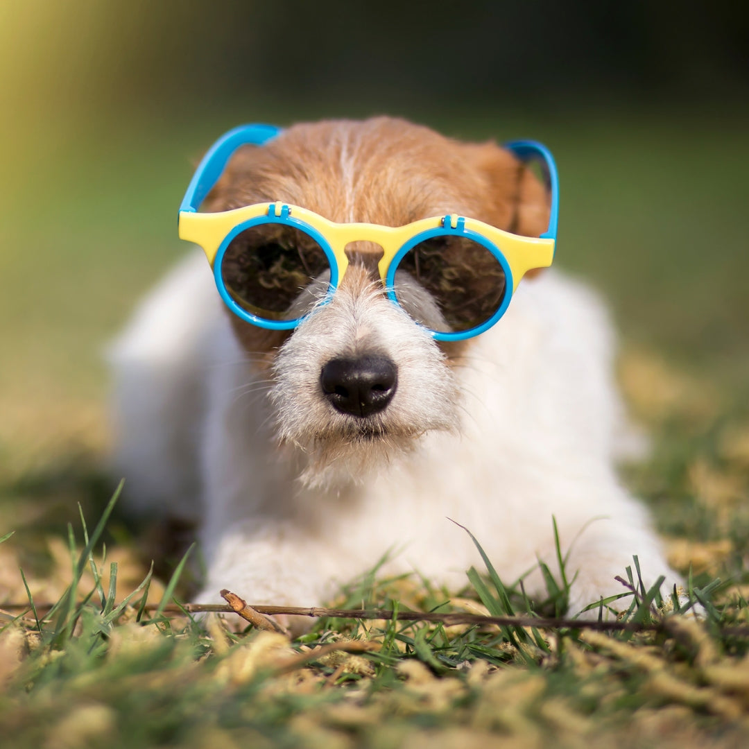 Dog wearing yellow and blue sunglasses lying on grass