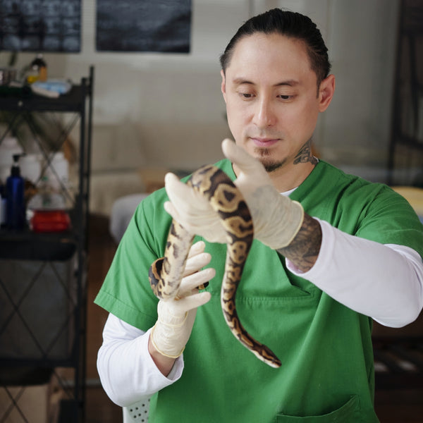 Person in green scrubs holding a snake in a clinical setting