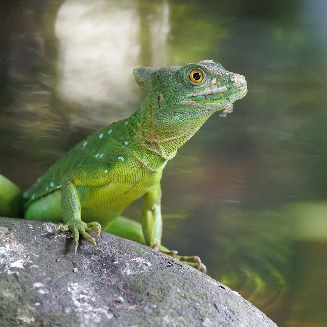 Green lizard on a rock with a blurred natural background