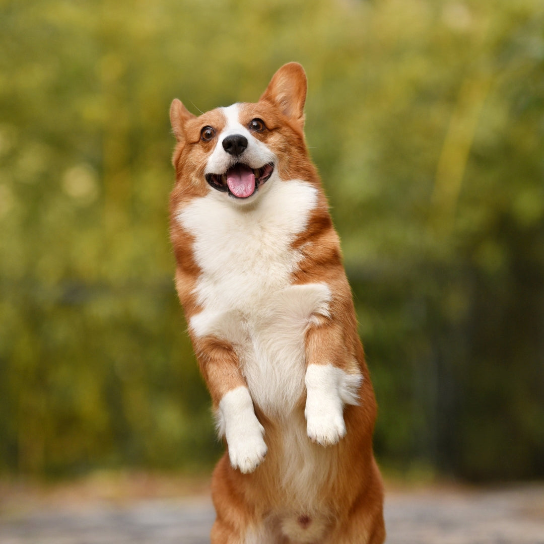 Dog standing on its hind legs with a blurred green background
