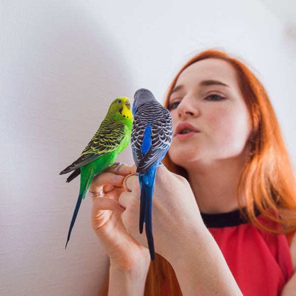 red haired woman gently interacting with two colorful budgerigar parakeets